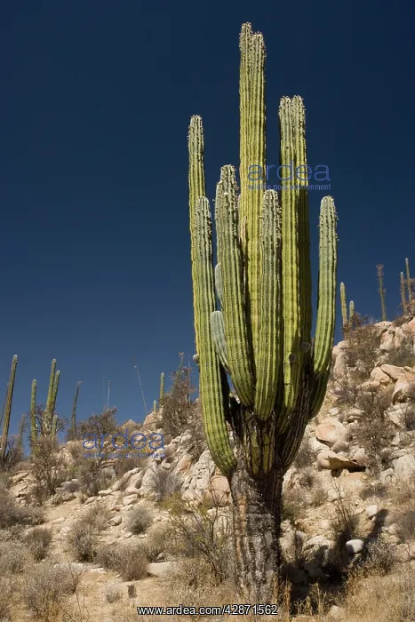 : Cardon cactus : Cardon cactus