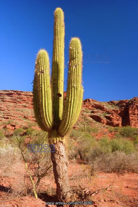 : Cardon Cactus - in arid landscape at Cuesta de : Cardon Cactus - in arid landscape at Cuesta de