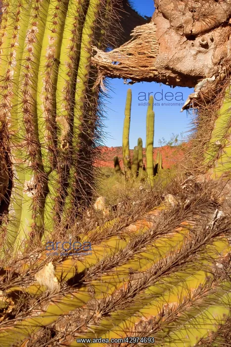: Cardon Cactus - massive speciman in the background : Cardon Cactus - massive speciman in the background