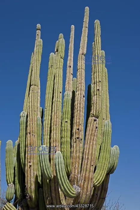 : Cardon Cactus (Pachycereus pringlei) - Sonora - : Cardon Cactus (Pachycereus pringlei) - Sonora -