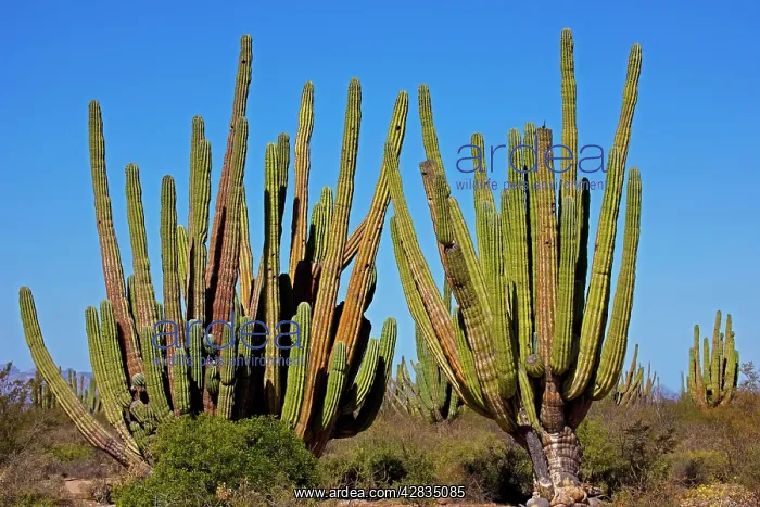 : Cardon Cactus - resembles saguaro in growth form : Cardon Cactus - resembles saguaro in growth form