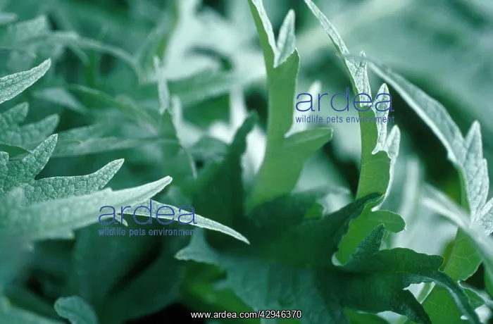 : Cardoon, Cynara cardunculus : Cardoon, Cynara cardunculus
