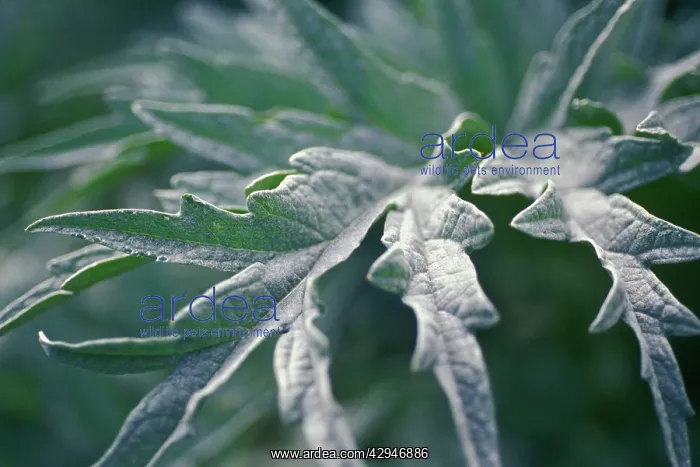 : Cardoon, Cynara cardunculus : Cardoon, Cynara cardunculus
