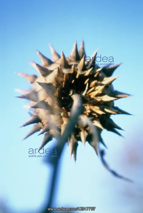 : Cardoon, Cynara cardunculus : Cardoon, Cynara cardunculus
