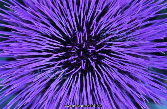 : Cardoon, Cynara cardunculus : Cardoon, Cynara cardunculus