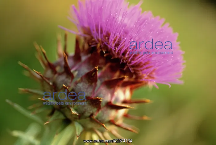 : Cardoon, Cynara cardunculus : Cardoon, Cynara cardunculus