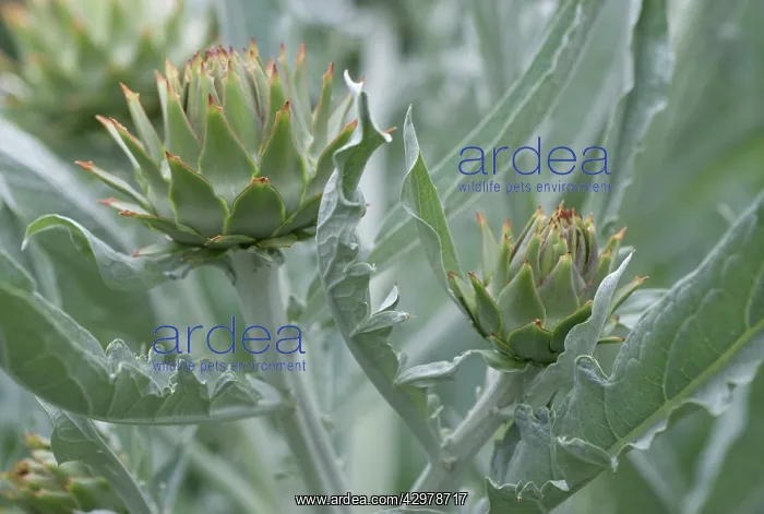 : Cardoon, Cynara cardunculus : Cardoon, Cynara cardunculus