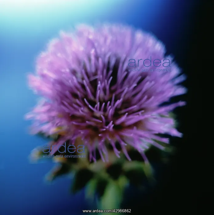: Cardoon, Cynara cardunculus : Cardoon, Cynara cardunculus