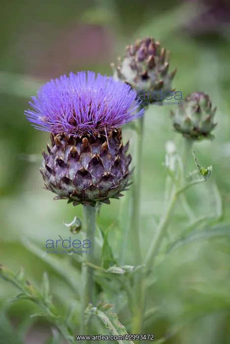 : Cardoon, Cynara cardunculus with large, thistle-like flowerhead : Cardoon, Cynara cardunculus with large, thistle-like flowerhead