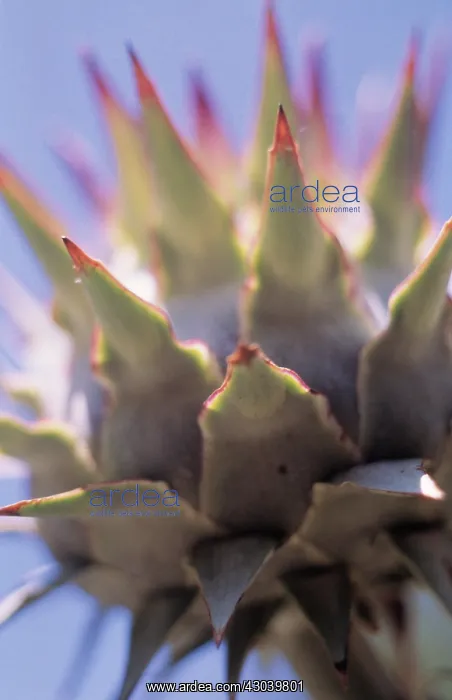 : Cardoon, Cynara cardunculus : Cardoon, Cynara cardunculus