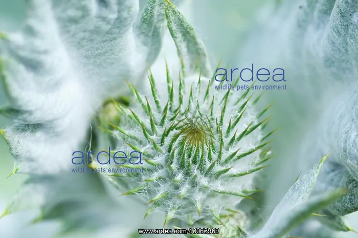 : Cardoon, Cynara cardunculus : Cardoon, Cynara cardunculus