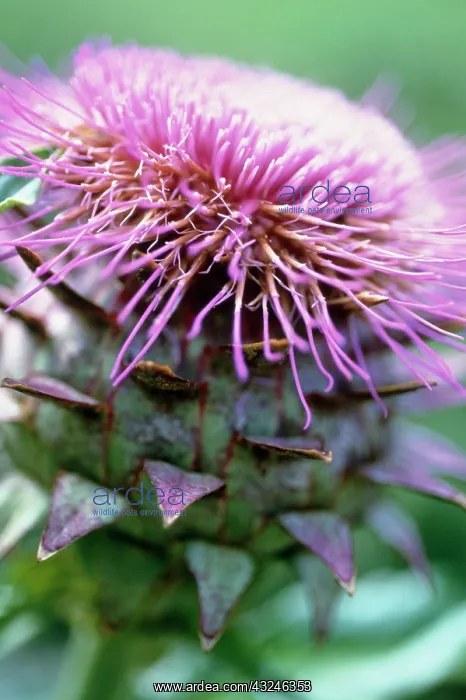 : Cardoon, Cynara cardunculus : Cardoon, Cynara cardunculus