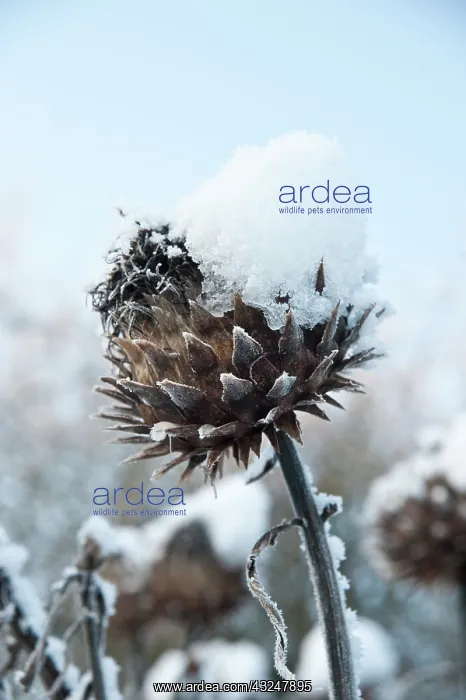 : Cardoon, Cynara cardunculus : Cardoon, Cynara cardunculus
