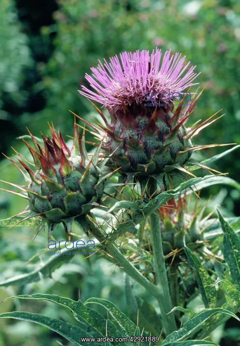 : Cardoon / Artichoke Thistle : Cardoon / Artichoke Thistle
