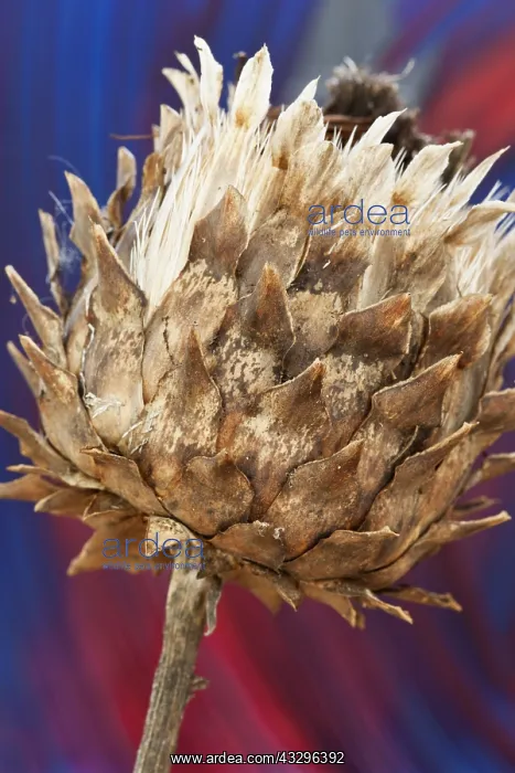 : Cardoon, Cynara cardunculus, Cream subject : Cardoon, Cynara cardunculus, Cream subject