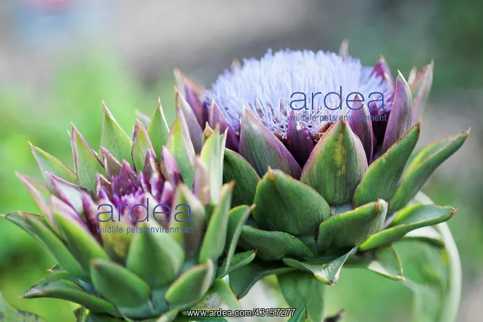 : Cardoon, Cynara cardunculus. One head in full flower : Cardoon, Cynara cardunculus. One head in full flower