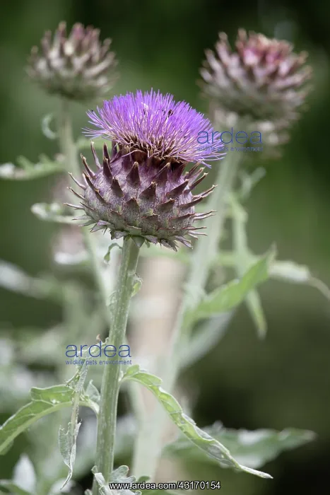 : Cardoon, Cynara cardunculus, Side view of one spikey : Cardoon, Cynara cardunculus, Side view of one spikey
