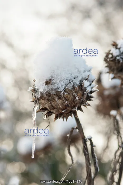 : Cardoon, Cynara cardunculus, A winter seedhead topped : Cardoon, Cynara cardunculus, A winter seedhead topped