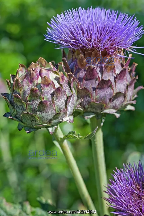 : Cardoon plant : Cardoon plant