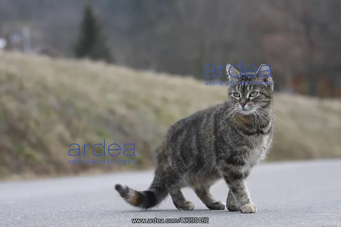  : Careful tabby kitten on a road Alsace France