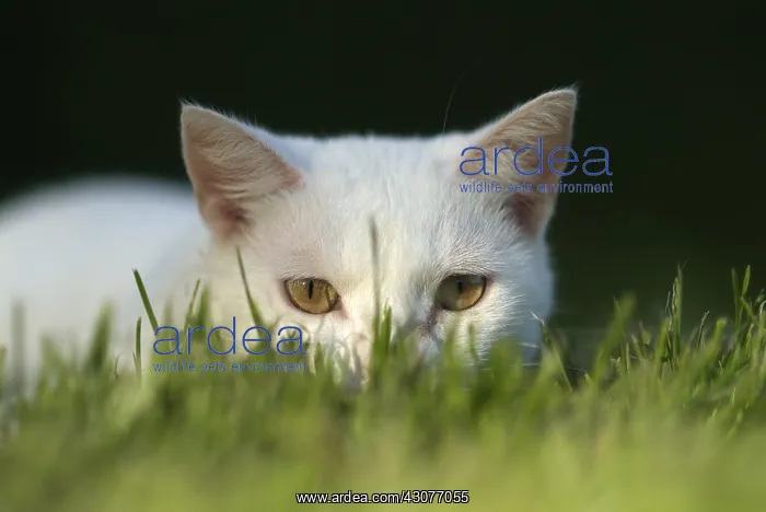 : Careful white cat carpet in the grass : Careful white cat carpet in the grass