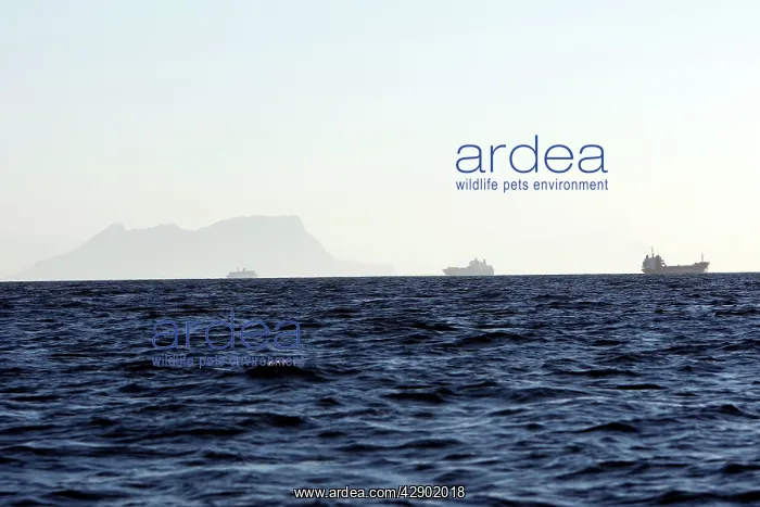 : Cargo Ships - in the Strait of Gibraltar : Cargo Ships - in the Strait of Gibraltar