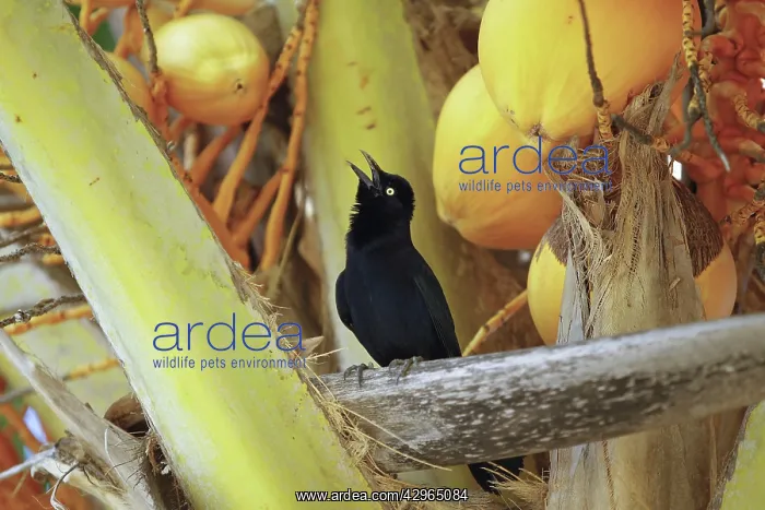 : Carib Grackle - male - Venezuela : Carib Grackle - male - Venezuela