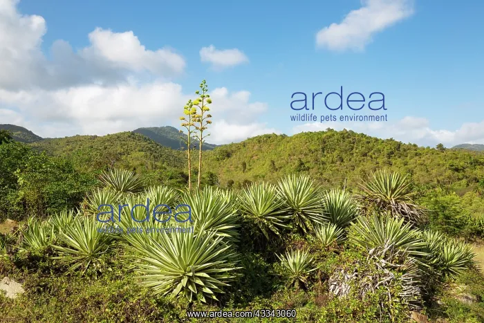 : Caribbean agave. Against the backdrop of the Sierra : Caribbean agave. Against the backdrop of the Sierra