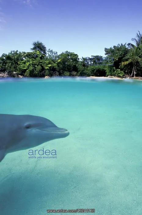  : Caribbean, Bahamas. Bottlenose dolphin (Tursiops