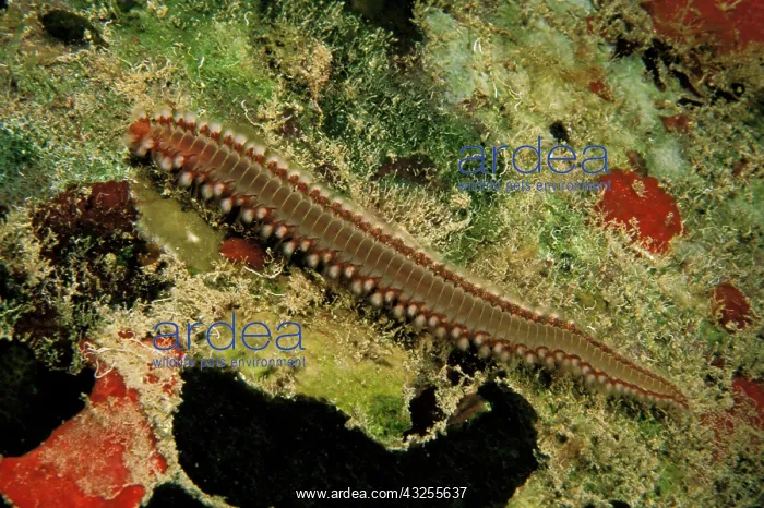 : Caribbean, Bahamas. Bustle worm : Caribbean, Bahamas. Bustle worm