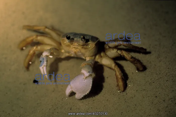 : Caribbean, Bahamas. Ghost crab : Caribbean, Bahamas. Ghost crab