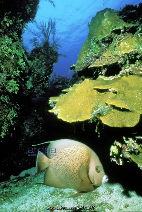 : Caribbean, Bahamas. Gray angel fish : Caribbean, Bahamas. Gray angel fish