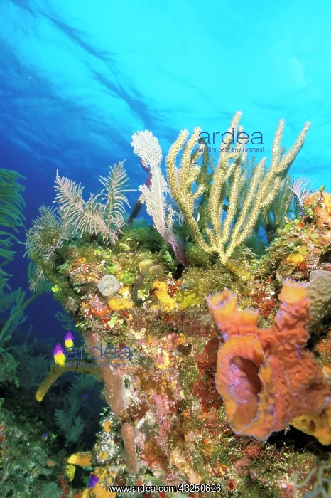 : Caribbean, Bahamas. Reef : Caribbean, Bahamas. Reef
