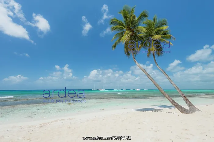 : Caribbean Beach, Dominican Republic, Central America : Caribbean Beach, Dominican Republic, Central America