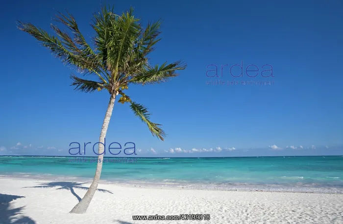 : Caribbean beach, near Playa del Carmen, Quintana : Caribbean beach, near Playa del Carmen, Quintana