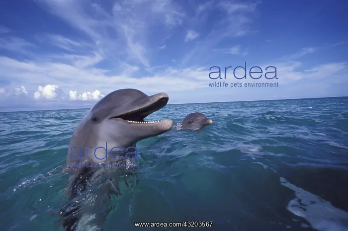 : Caribbean, Bottlenose dolphins (Tursiops truncatus) : Caribbean, Bottlenose dolphins (Tursiops truncatus)
