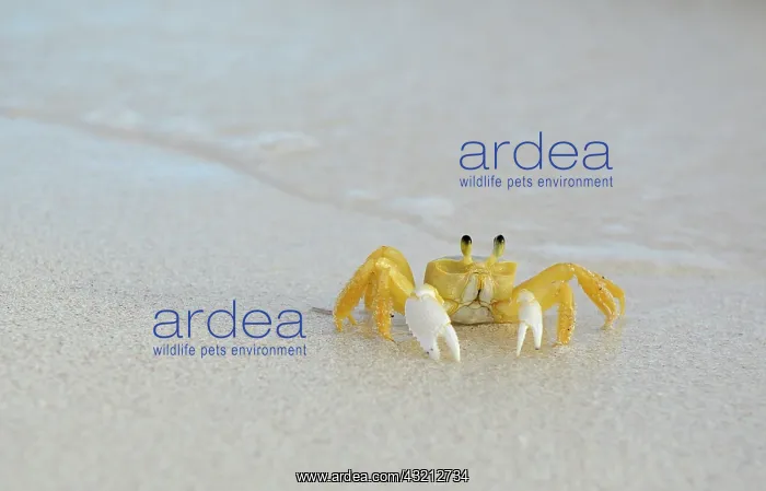 : Caribbean, British Virgin Islands, Anegada : Caribbean, British Virgin Islands, Anegada