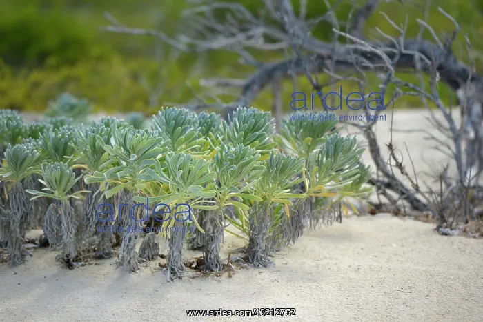 : Caribbean, British Virgin Islands, Anegada : Caribbean, British Virgin Islands, Anegada