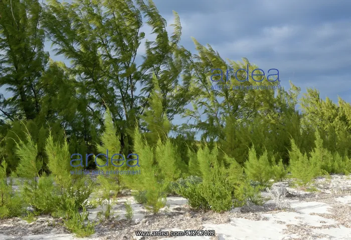 : Caribbean, British Virgin Islands, Anegada : Caribbean, British Virgin Islands, Anegada