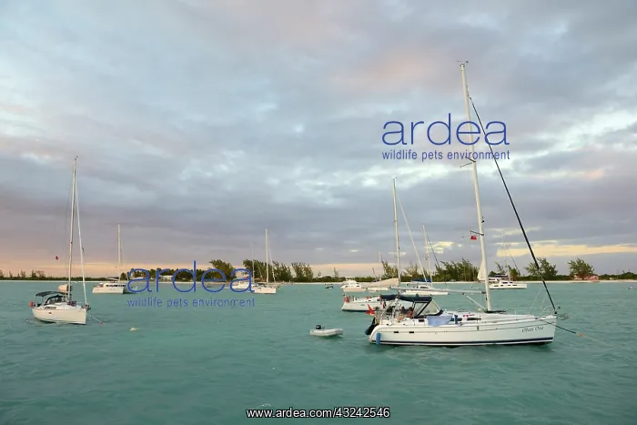 : Caribbean, British Virgin Islands, Anegada : Caribbean, British Virgin Islands, Anegada