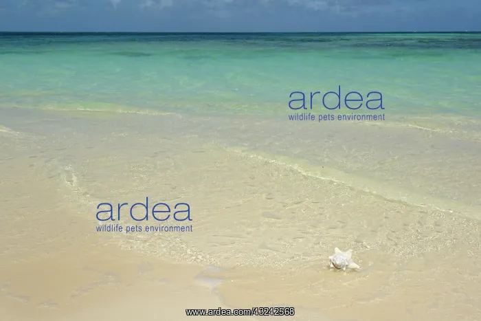 : Caribbean, British Virgin Islands, Anegada : Caribbean, British Virgin Islands, Anegada