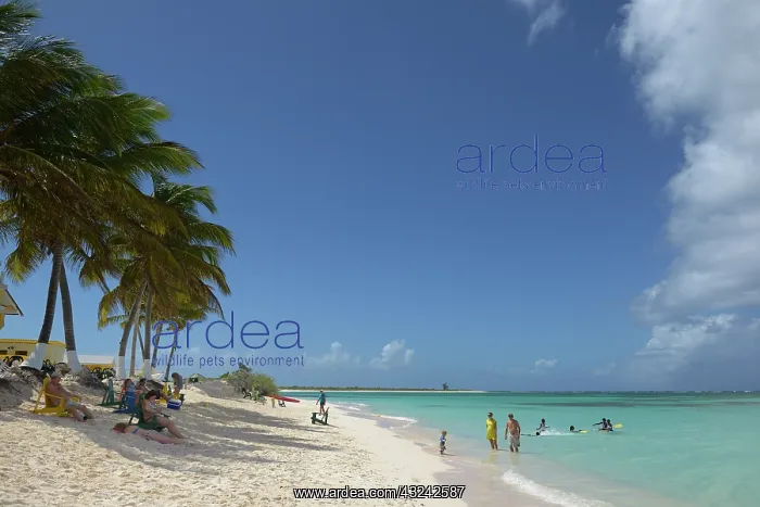 : Caribbean, British Virgin Islands, Anegada : Caribbean, British Virgin Islands, Anegada