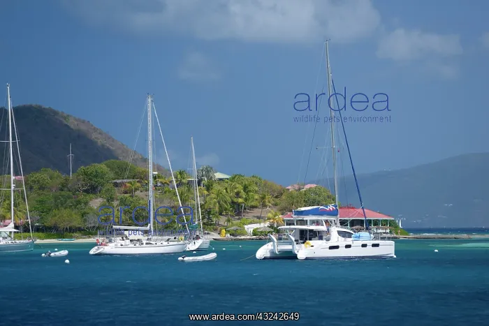  : Caribbean, British Virgin Islands, Marina