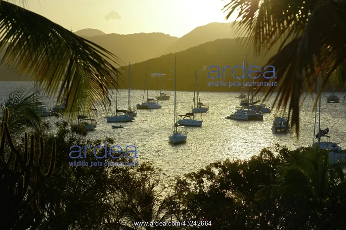  : Caribbean, British Virgin Islands, Marina