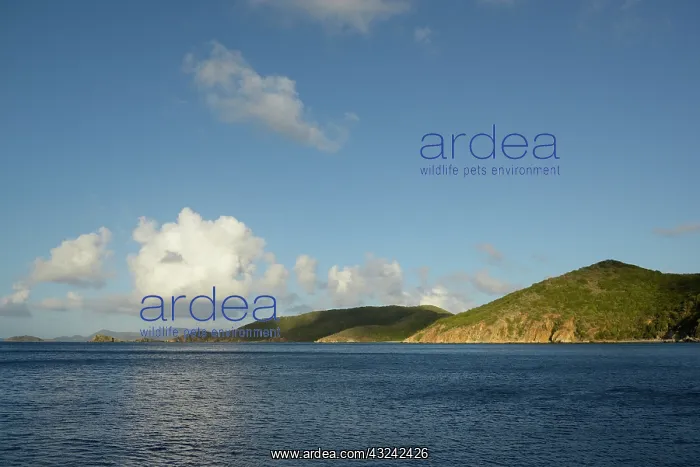 : Caribbean, British Virgin Islands, Peter : Caribbean, British Virgin Islands, Peter