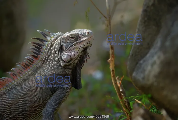 : Caribbean, British Virgin Islands, Peter : Caribbean, British Virgin Islands, Peter