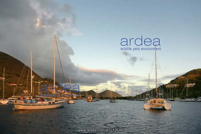 : Caribbean, British Virgin Islands, Tortola : Caribbean, British Virgin Islands, Tortola