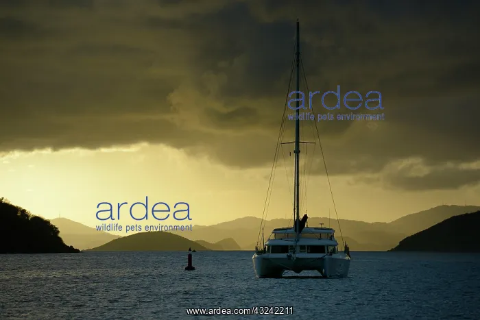 : Caribbean, British Virgin Islands, Tortola : Caribbean, British Virgin Islands, Tortola