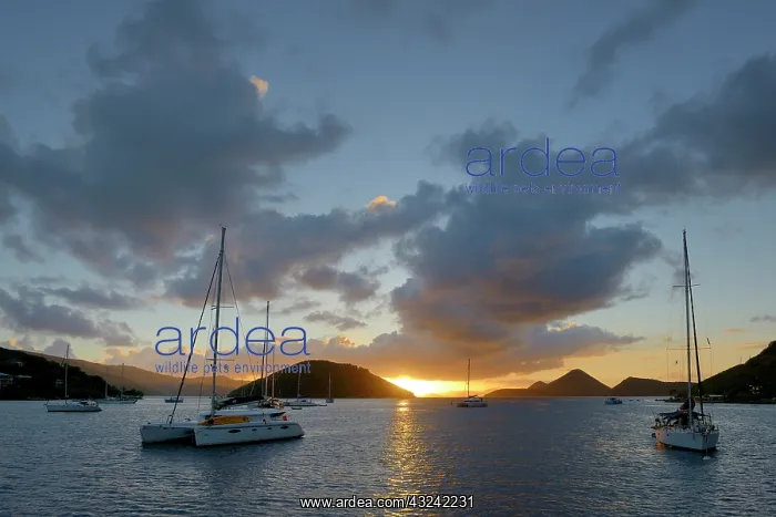 : Caribbean, British Virgin Islands, Tortola : Caribbean, British Virgin Islands, Tortola