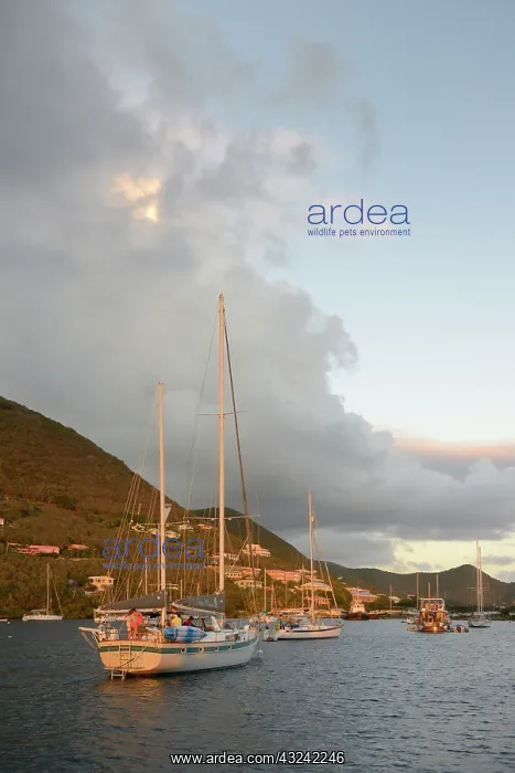 : Caribbean, British Virgin Islands, Tortola : Caribbean, British Virgin Islands, Tortola